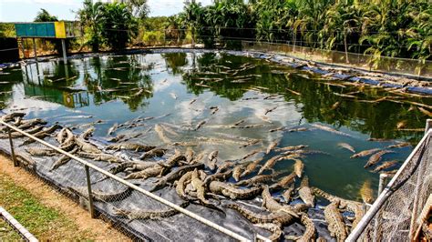 hermes buys crocodile farm|hermes controversy.